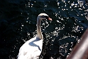 Lago di Como_091
